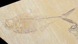 Diplomystus & Knightia Fossil Fish Plate #10895-1